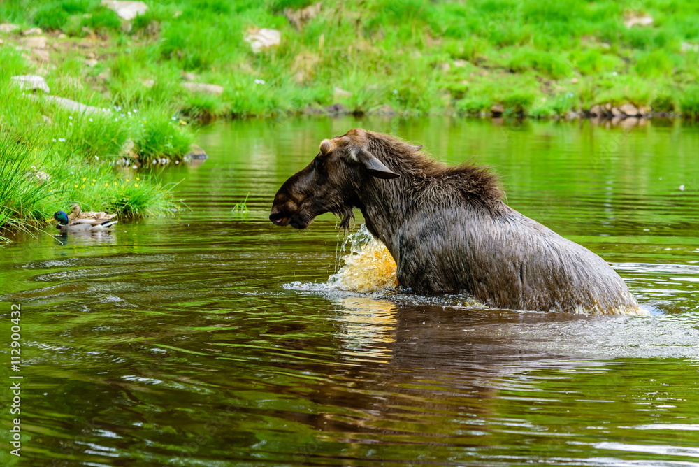 Moose (Alces alces). A bull is standing in the forest lake. Moose (Alces alces). A bull is standing in the forest lake.