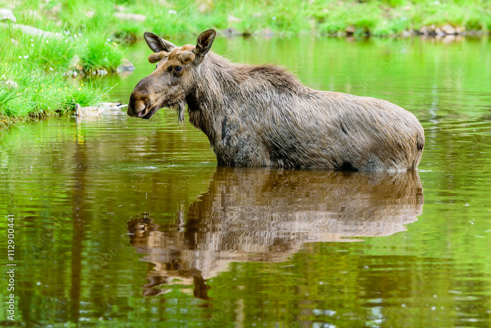 Moose (Alces alces). A bull is standing in the forest lake. Moose (Alces alces). A bull is standing in the forest lake.
