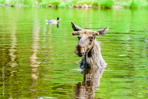 Moose (Alces alces). A bull is standing in the forest lake. Only the head is sticking up from the water and he is looking at you. Copy space in water. © imfotograf