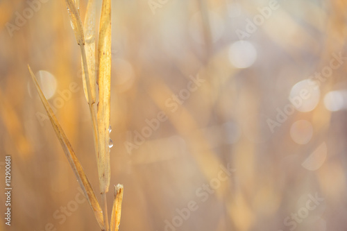 Ein Strohhalm auf einer Wiese kündigt den nahenden Herbst an. Ein abstrakter, goldener Hintergrund