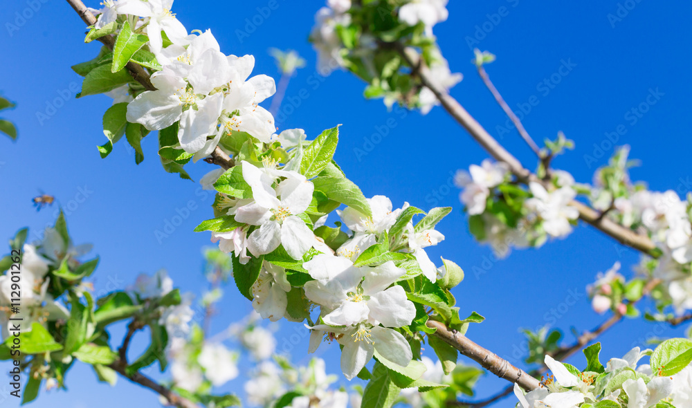 Branch with blossoms against blue sky Branch with blossoms against blue sky