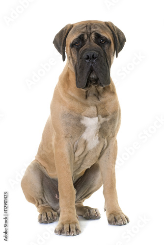 young bull mastiff in studio