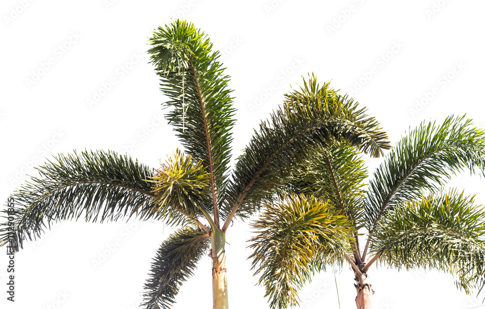 Palm tree isolated on white background Palm tree isolated on white background
