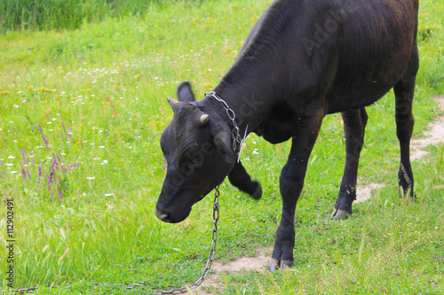 Black calf on the pasture