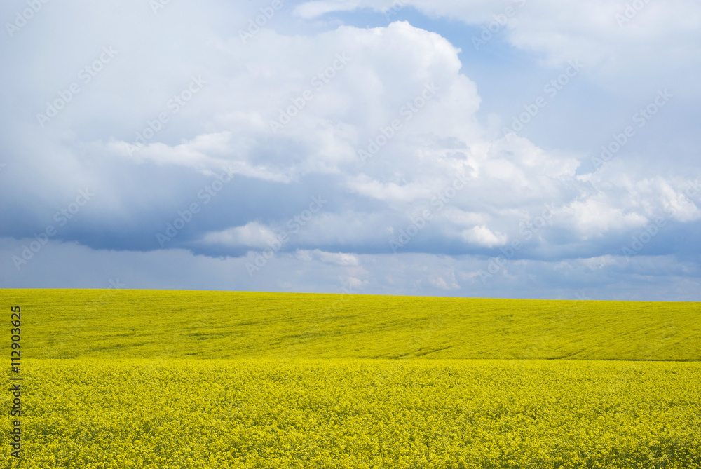 Bright yellow field of rapeseed in Ukraine Bright yellow field of rapeseed in Ukraine