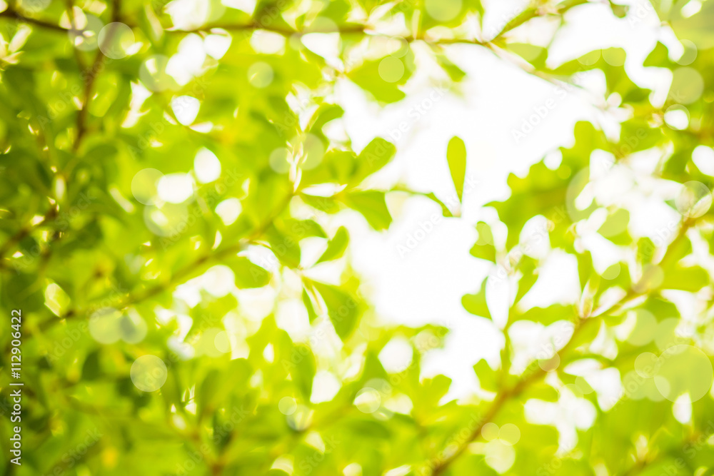 Abstract blur natural backgrounds with sun light and bokeh Abstract blur natural backgrounds with sun light and bokeh