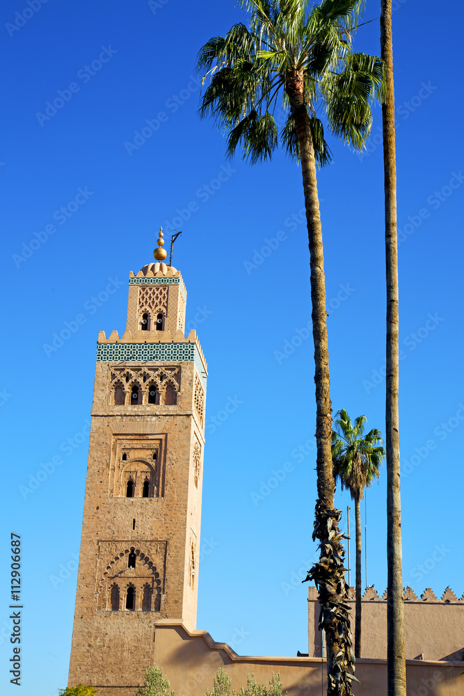 history  maroc africa  palm