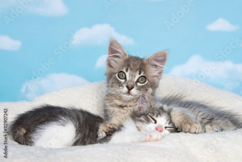 Gray tabby kitten awake, paws holding sibling sleeping on sheep skin blanket with blue background with clouds. copy space above