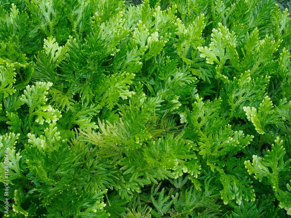 Green fern or Selaginella involvens (Sw.) Spring