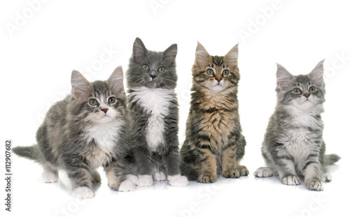 maine coon kitten