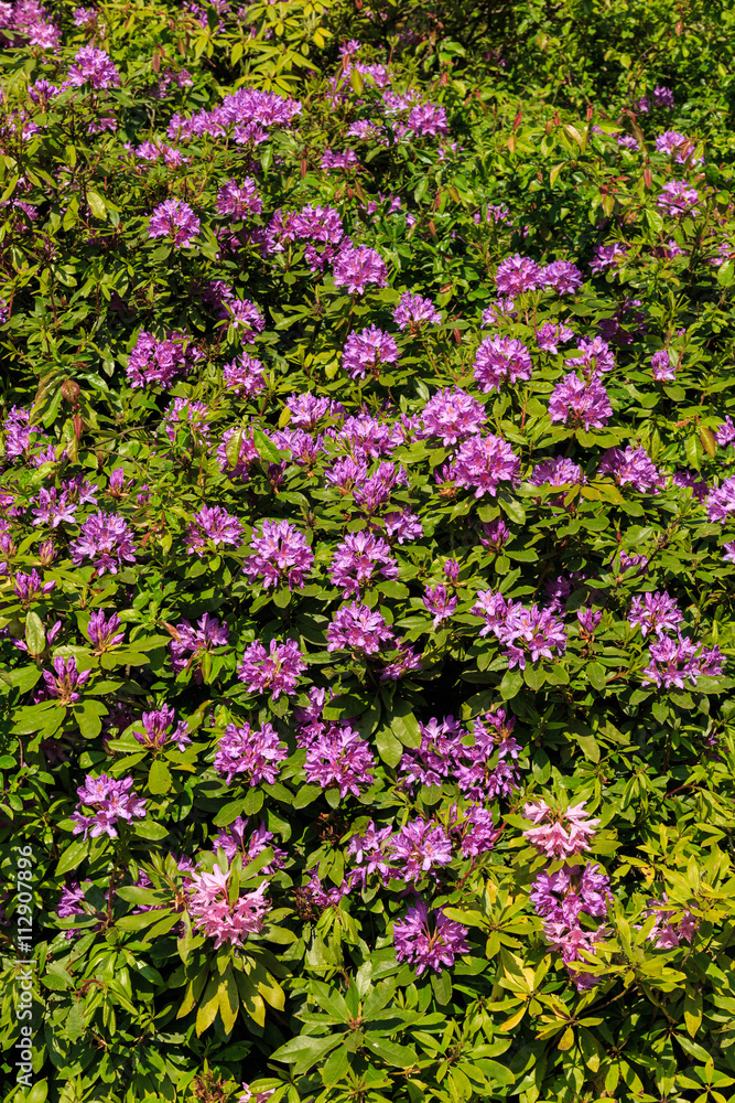 Purple Rhododendron flowers in bloom in an English formal garden Purple Rhododendron flowers in bloom in an English formal garden