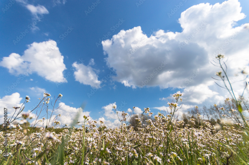 meadow meadow