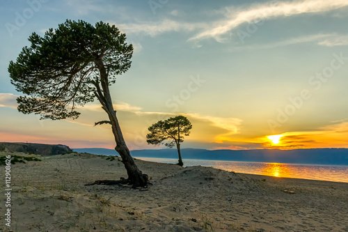 Two pine trees on the shore of Lake Baikal