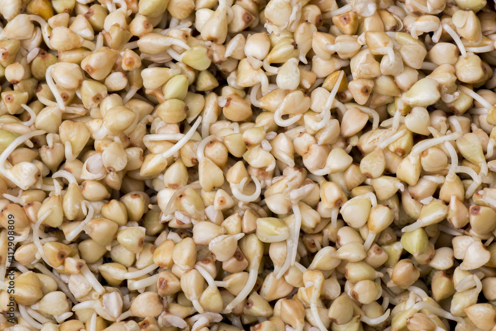 Sprouts of buckwheat groats as a background Sprouts of buckwheat groats as a background
