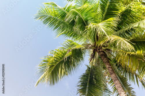 Palm tree with blue sky
