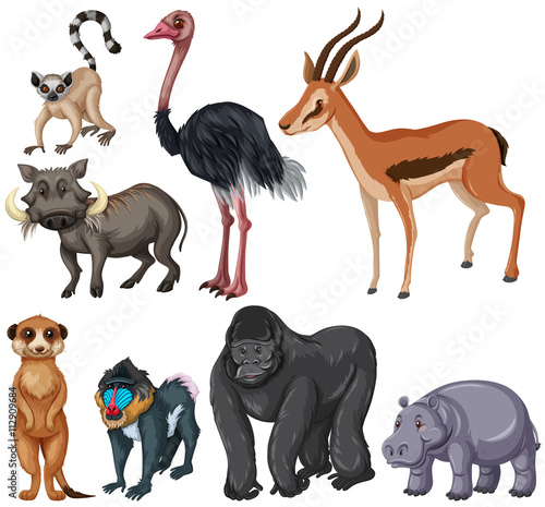 Different kind of wildlife animals