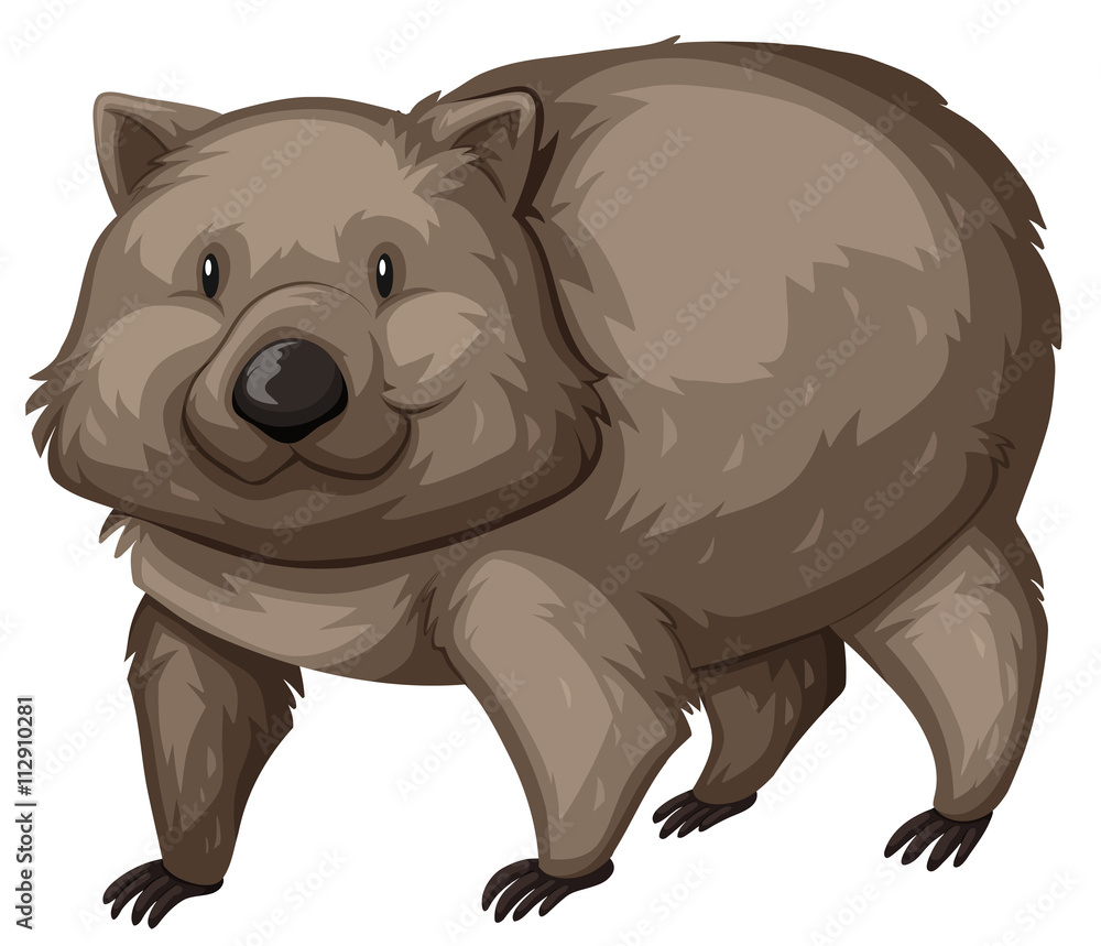 Fototapeta premium Wild wombat on white background