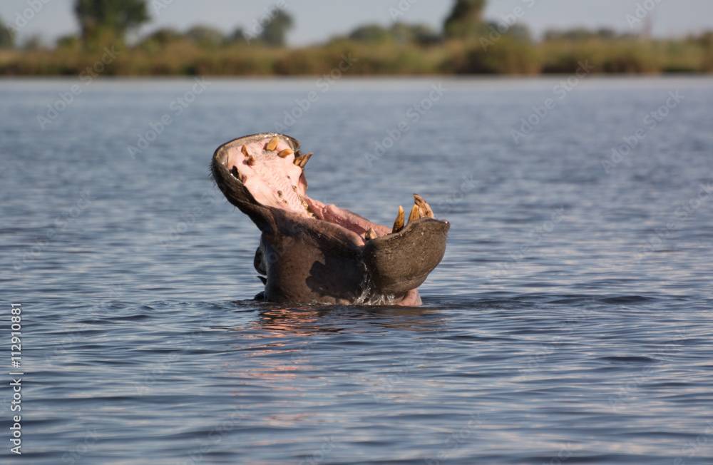 Fototapeta premium Hippo