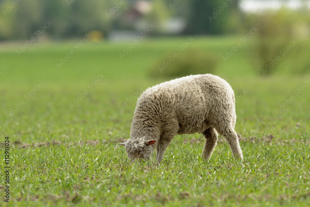 sheep sheep
