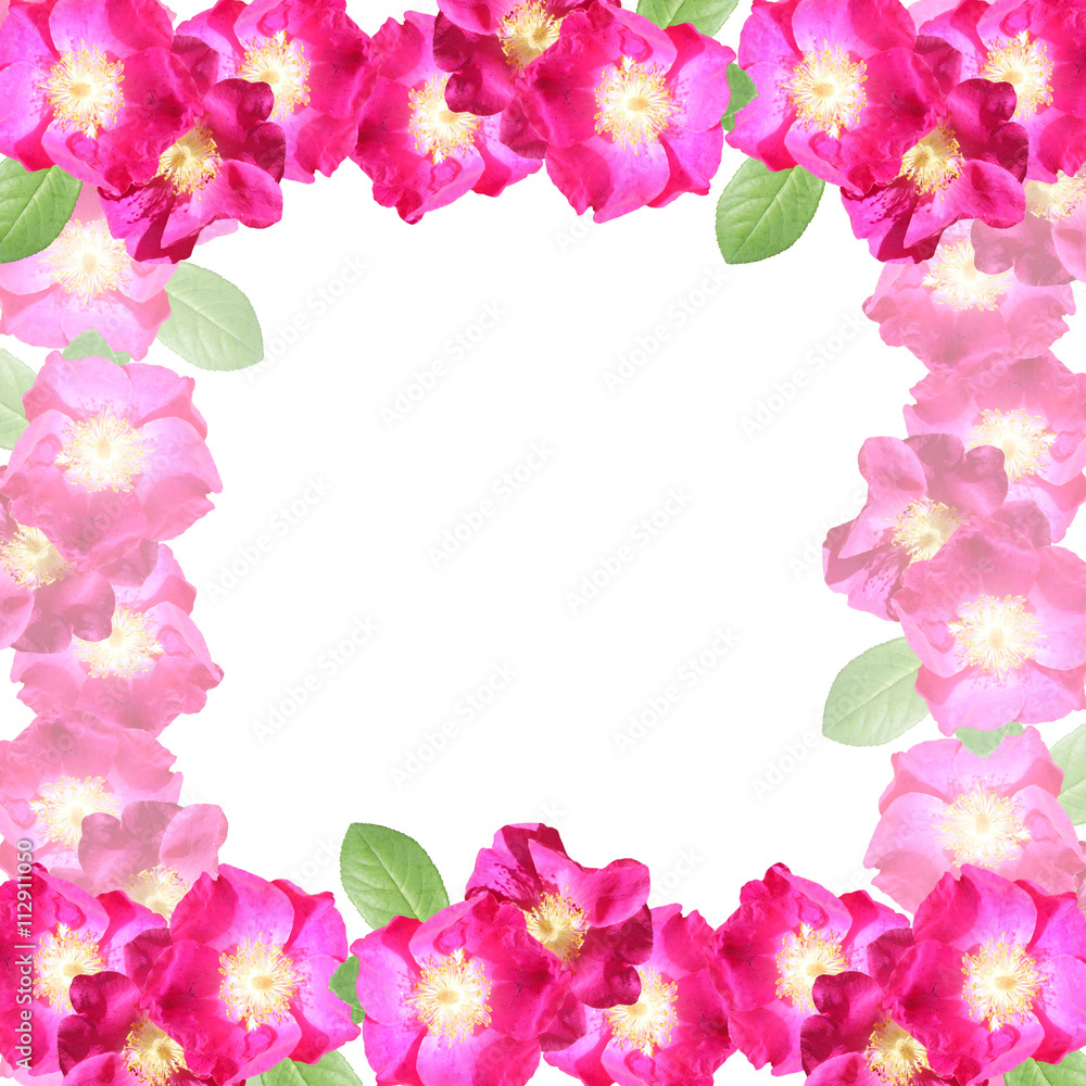 Delicate floral background. Pink dogrose 