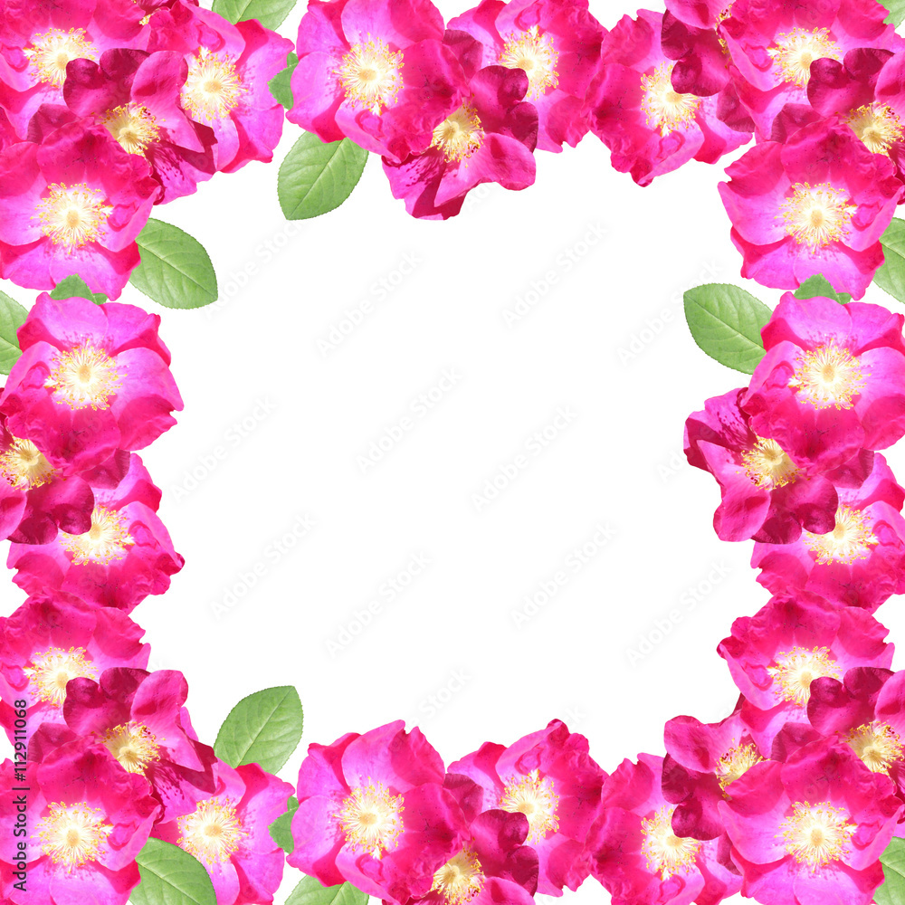 Delicate floral background. Pink dogrose Delicate floral background. Pink dogrose