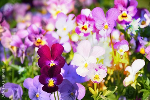 Grußkarte - Hornveilchen