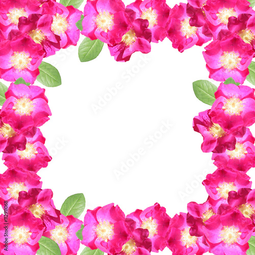 Delicate floral background. Pink dogrose  © Ann-Mary
