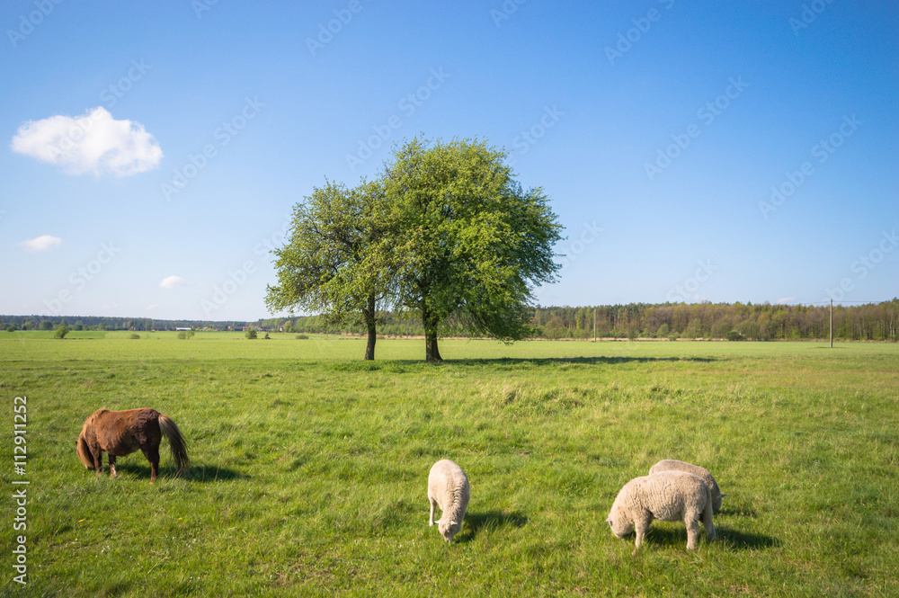 Fototapeta premium sheep