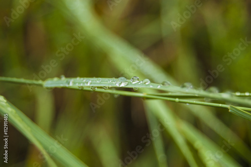 Macro water drops on leaf green blur background