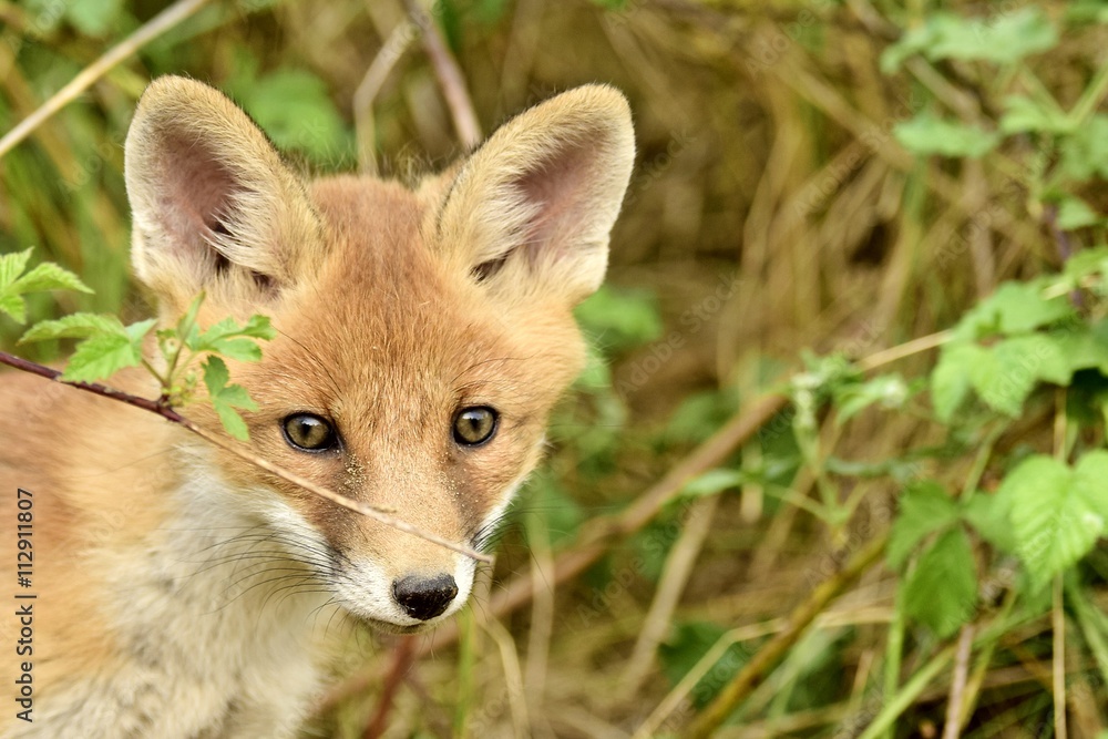 Obraz premium Fuchswelpe