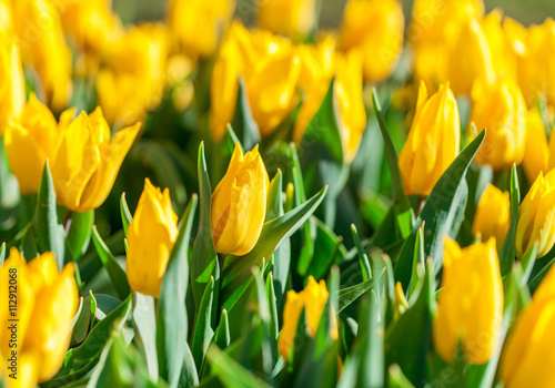 Yellow tulips close-up with focus in the middle