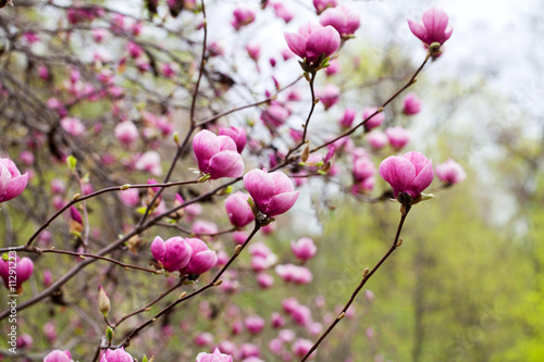 Spring magnolia flowers on the natural background. For this pict