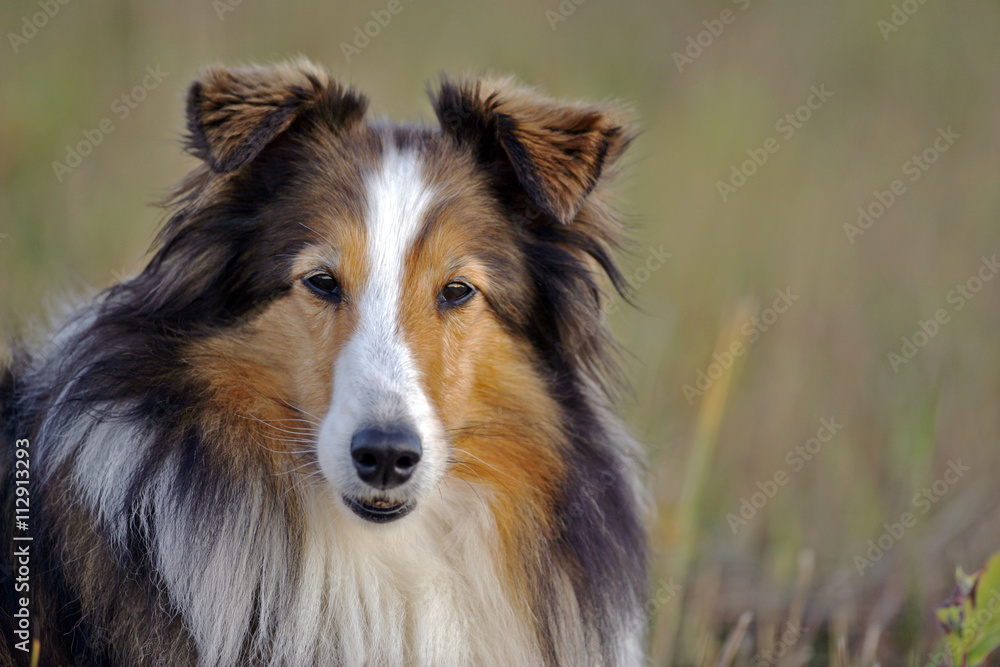 Shetland Sheepdog Shetland Sheepdog