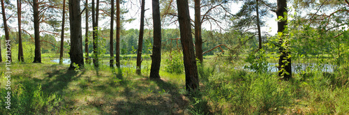  panoramic image of a pine forest in the summer
