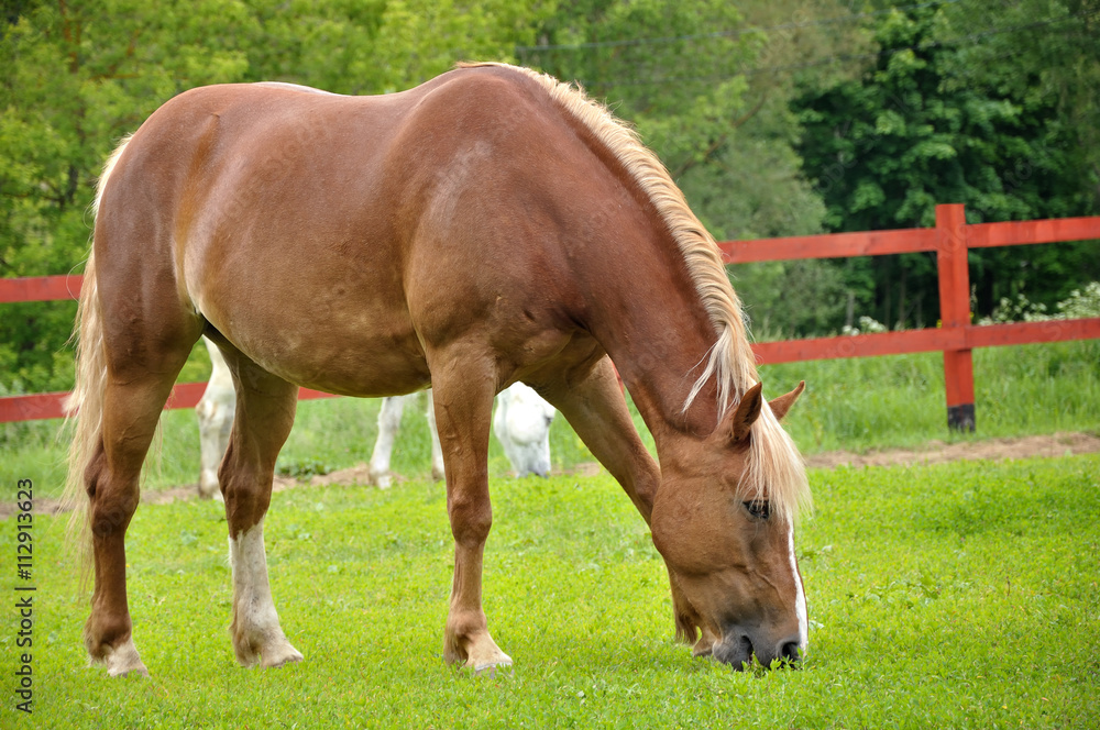 The horse is grazing