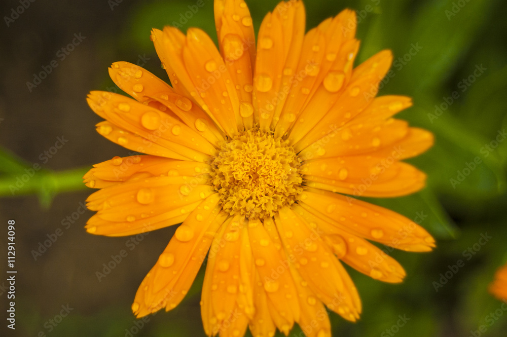 Wallpaper MAcro orange flower central position Wallpaper MAcro orange flower central position