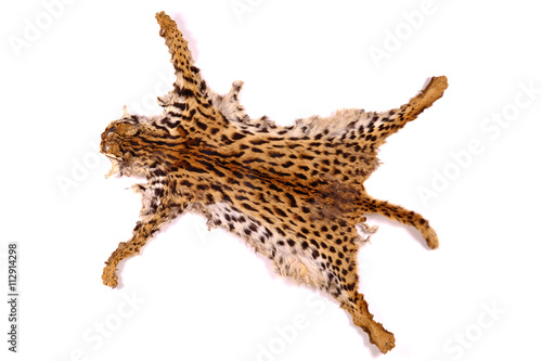 textured detail skin or fur asian goldden cat or Temminck's cat
