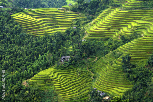 Beautiful Rice fields on terraced of of Hoang Su Phi, Vietnam, Ha Giang province, North Vietnam on September in rainy season it is the fresh rice fields in Vietnam landscapes.