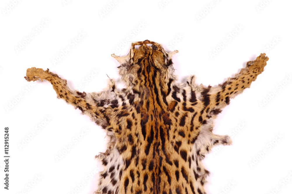 Obraz premium textured detail skin or fur asian goldden cat or Temminck's cat