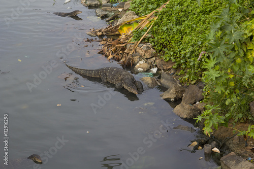 reptiles-pollution-habitat-garbage-people