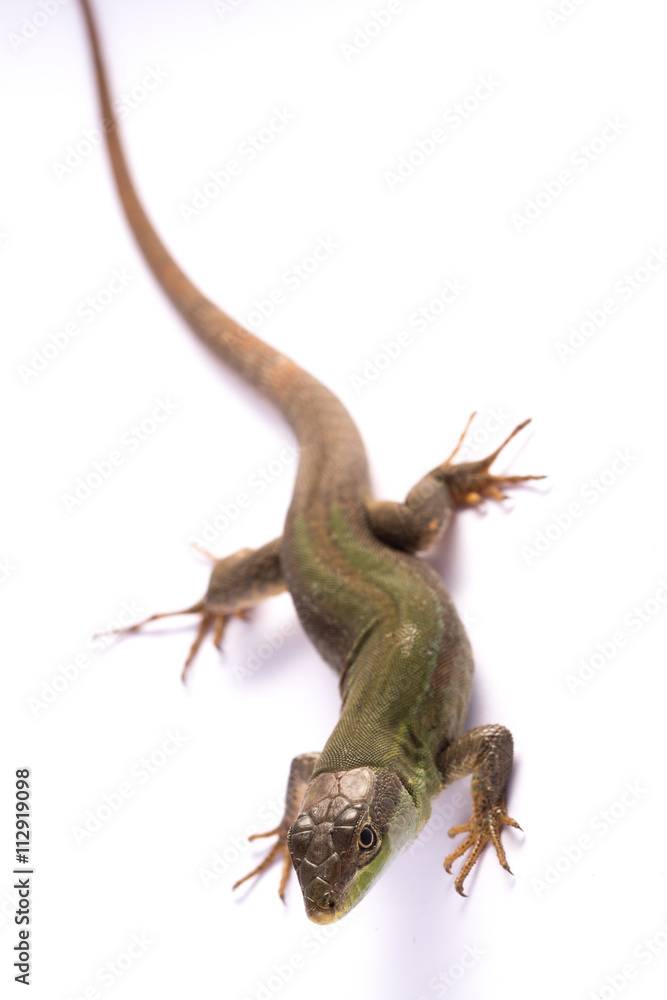 Naklejka premium lucertola