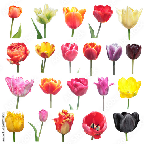 Fototapeta Naklejka Na Ścianę i Meble -  Set of different tulips isolated on white background. Tulip flowers
