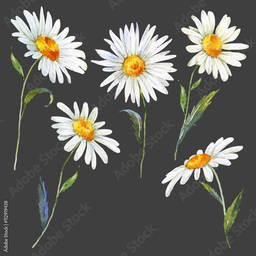 Watercolor daisy set