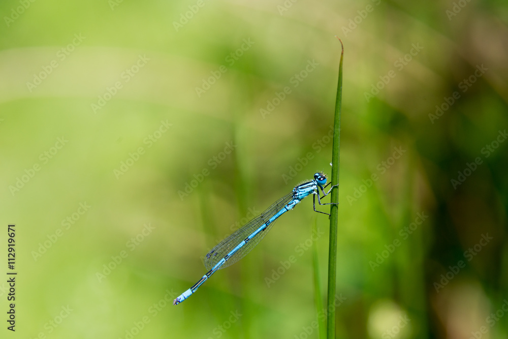 Dragon Fly, common blue damselfly Dragon Fly, common blue damselfly