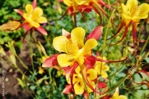 Foto Red and yellow columbine flower (aquilegia)