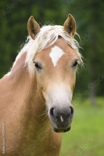 Fototapeta Naklejka Na Ścianę i Meble -  Haflinger auf der Weide