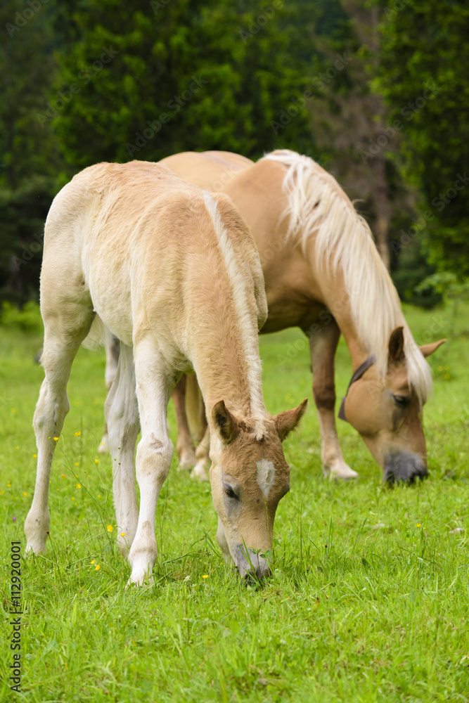 Haflinger auf der Weide