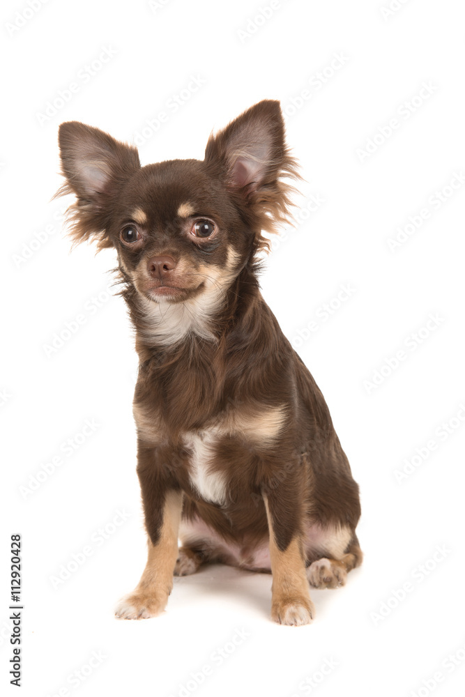Cute sitting brown chihuahua dog isolated on a white background Cute sitting brown chihuahua dog isolated on a white background