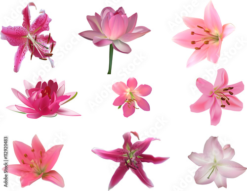 nine pink lily flowers isolated on white