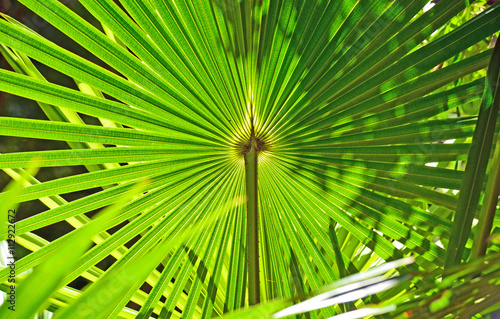 Backlit fan shaped leaves of the Australian Cabbage Tree Palm (Livistona australis)